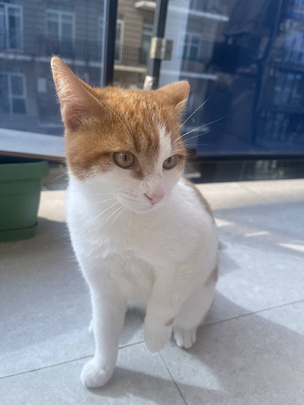 Маленькая 3 месячная кошечка в добрые руки