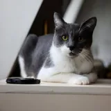 Кот Тихомир 2