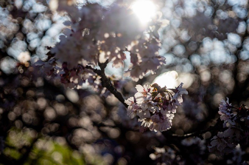 Tamron AF SP 35-105 mm f/2.8, Olympus OM Zuiko AUTO-MACRO 50 mm f/3.5 3