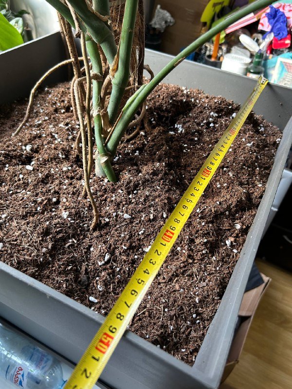 Монстера 1,80 см в горшке 5