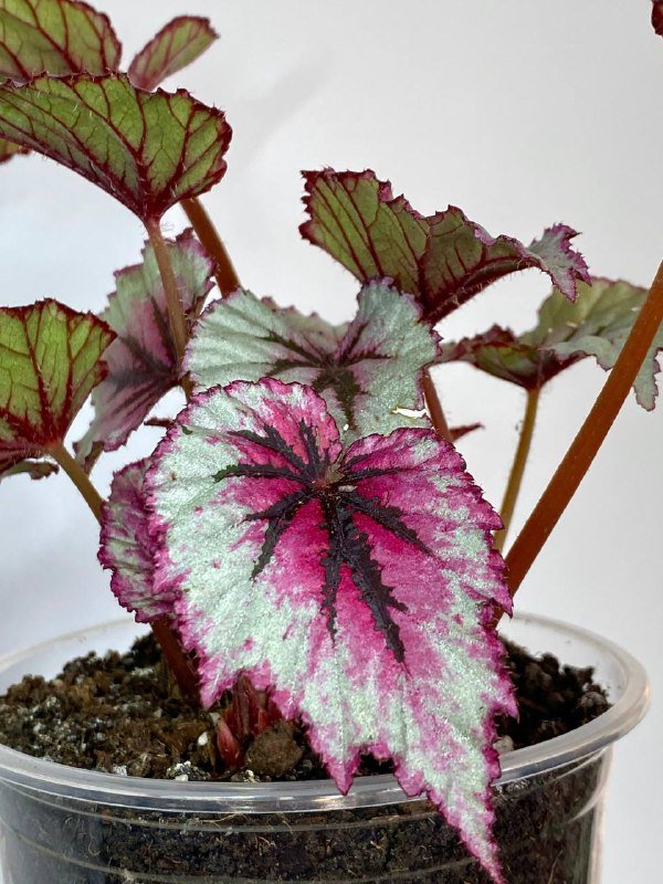 Бегония королевская в транспортном горшке 2