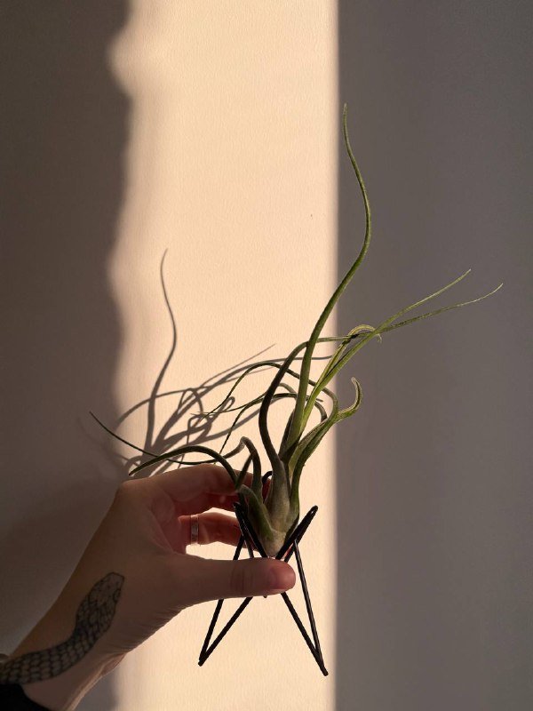 Тилландсия Бульбоза