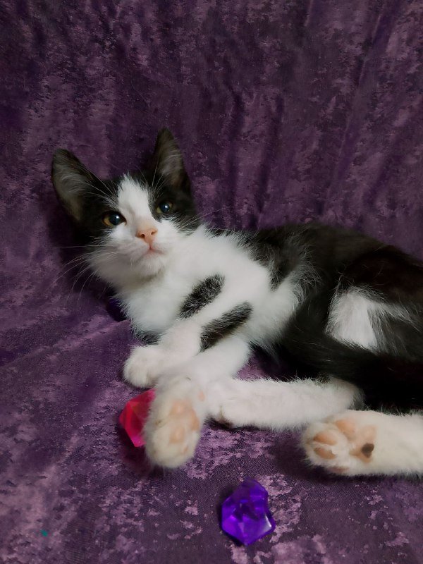 Котенок Леди для дома 3