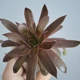 Кактусы, традесканция, хлорофитум, калатея, роули 9