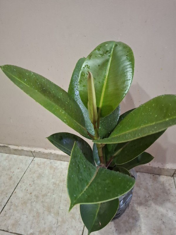 Фикус эластика, пеперомия, портулак, традесканции, шеффлера, седум пальмери 5