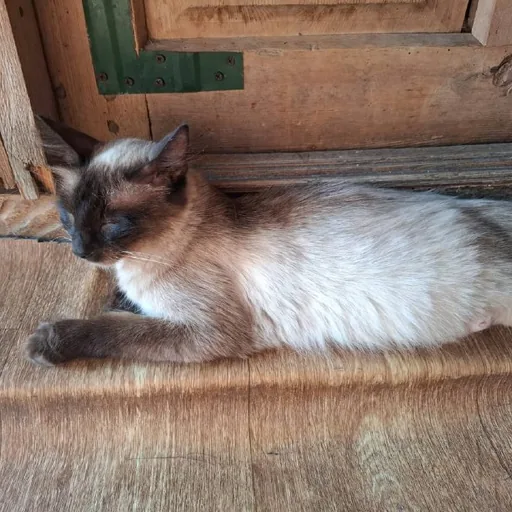 Сиамская кошка