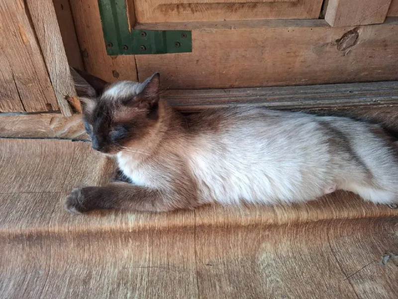 Сиамская кошка 1