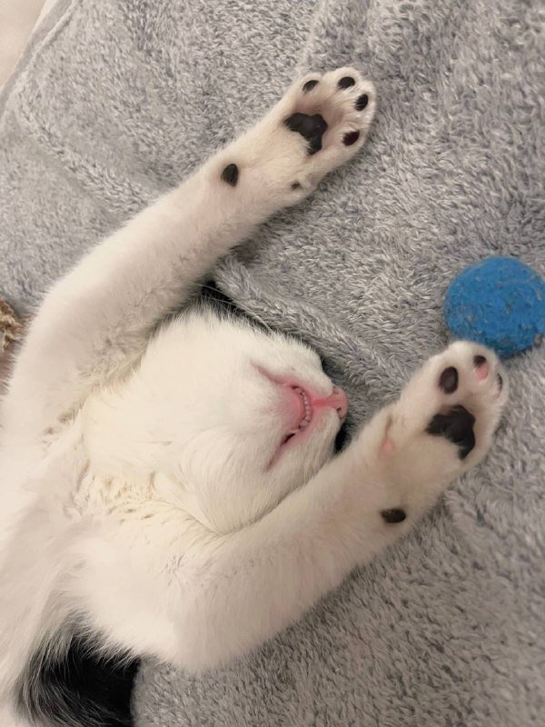 Котёнок метис, девочка, 3-4 месяца 2