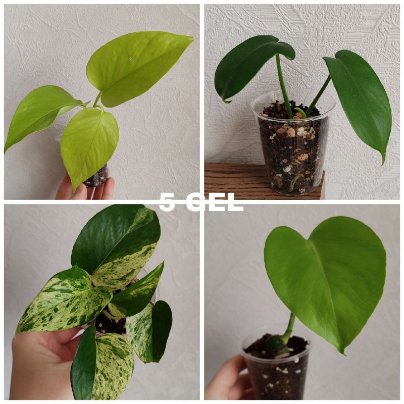 Комнатные растения 1