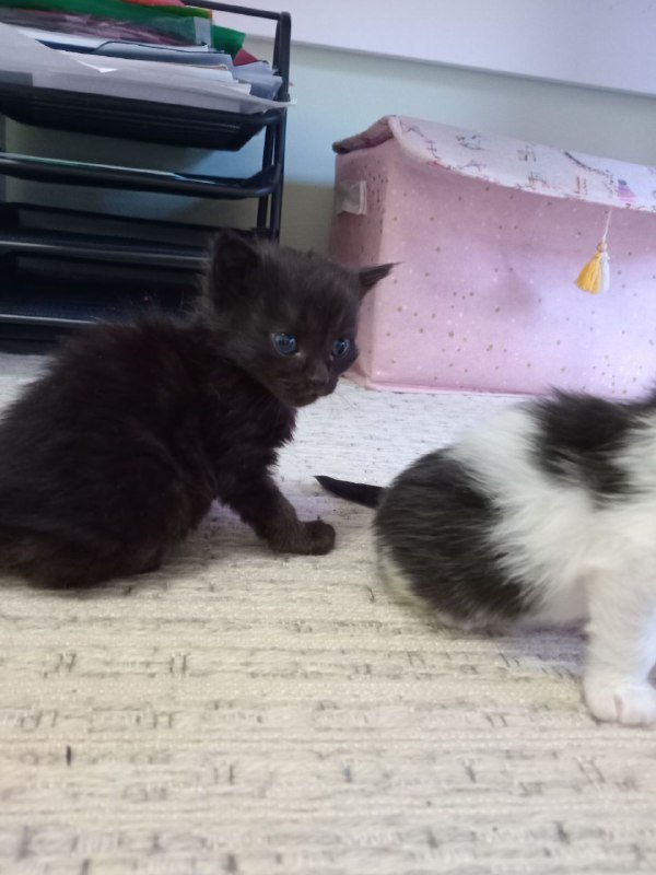 Котята 6