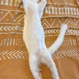 Котёнок ищет дом 2