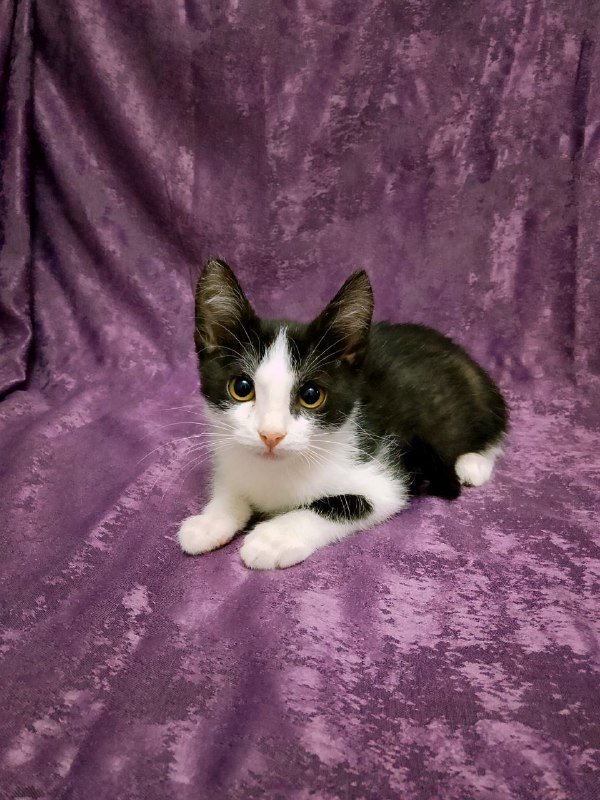 Котенок Леди для дома 7