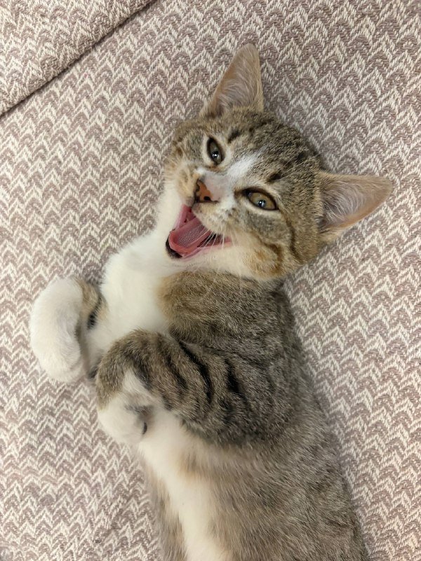 Кошка 2,5 месяца в добрые руки 4