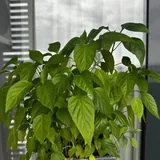 Фикус, юкка, дубы, перцы, базилик в горшке 4