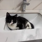 Котёнок мальчик 3–4 месяца 1