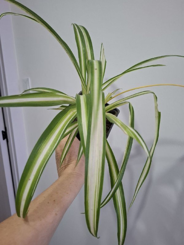 Хлорофитумы, нефролепис, пеперомии, суккуленты, роули, кружка с суккулентами