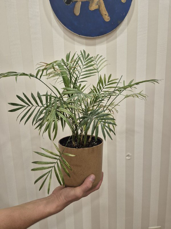 Хамедорея без кашпо