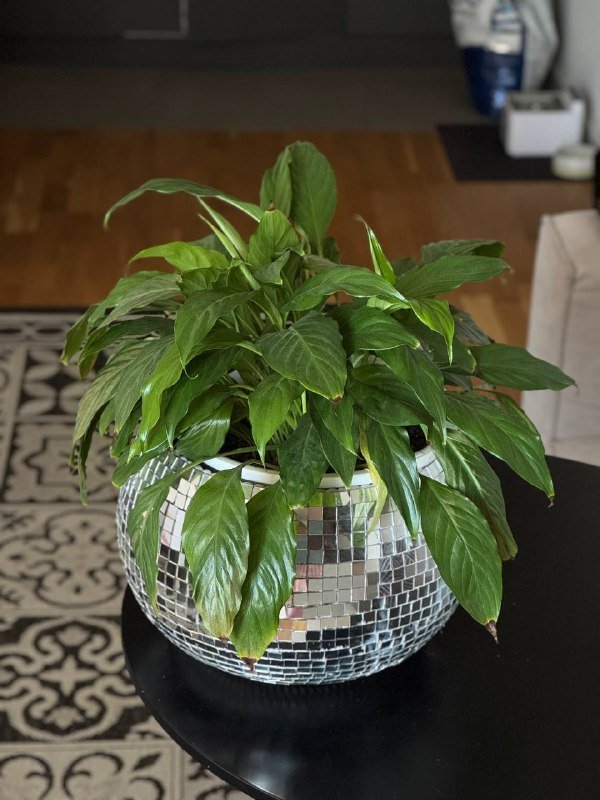 Цветы в горшках, Толстянка, Фикус, Спатифиллум, Алоэ, Бегония 4