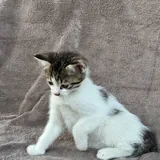 Котёнок Белочка ищет семью 2
