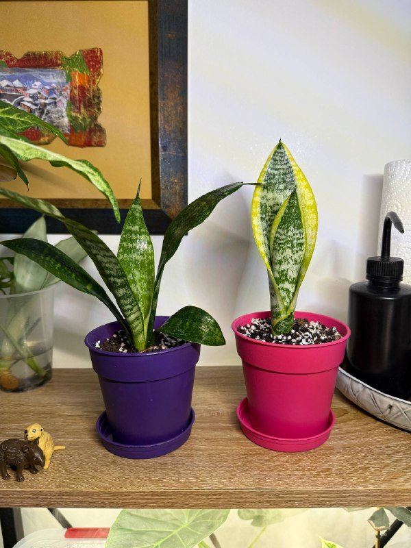 Комнатные растения с горшками 6