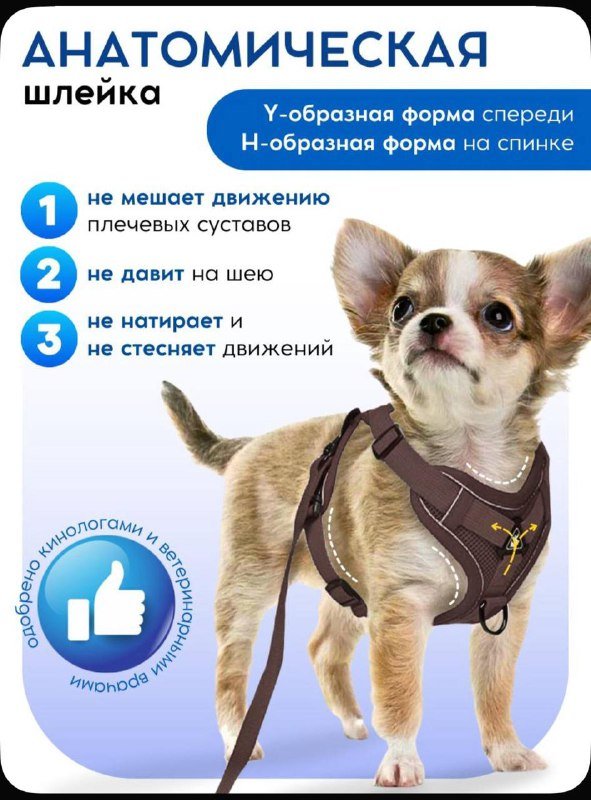 Анатомическая шлейка для щенка с поводком и адресником 3