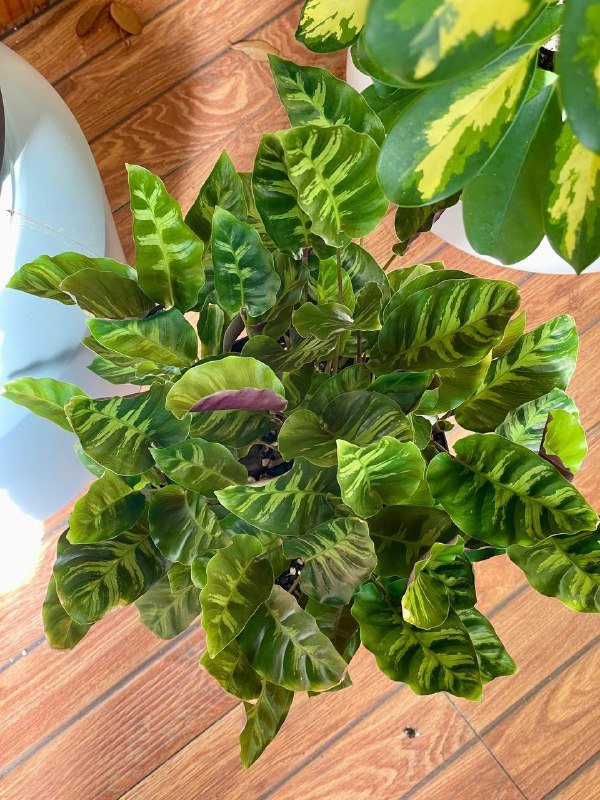 Калатея взрослое растение 50 см