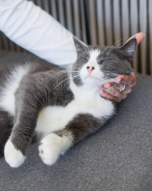 Иви кошка с характером и любовью 2