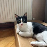 Томми, кошка 3