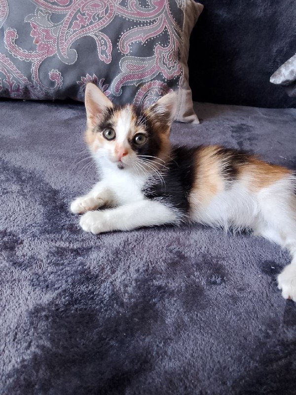 Котёнок Лилу ищет дом 2