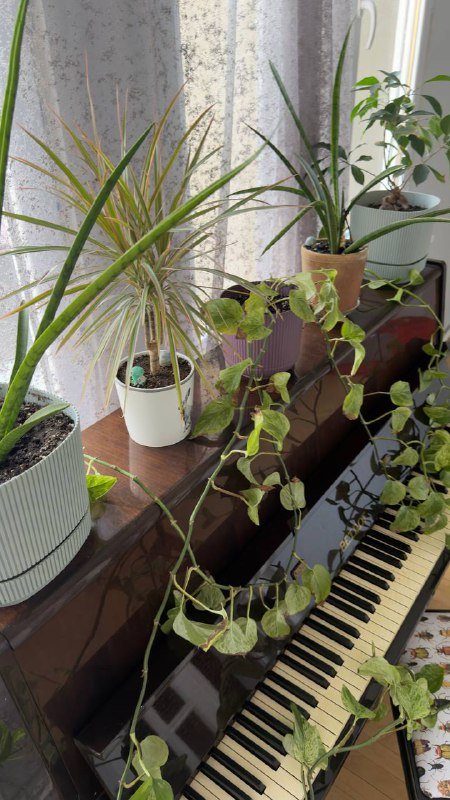 Растения, Манстера большая 2