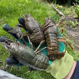 Живые раки и рыба 7