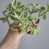 Комнатные растения, суккуленты, каллизия, крестовник, кислица 10