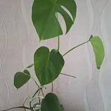 Монстеры разных видов, молочай 2