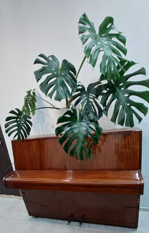 Пианино Roinisch