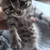 კნუტები 1