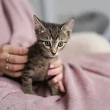 Котята 4