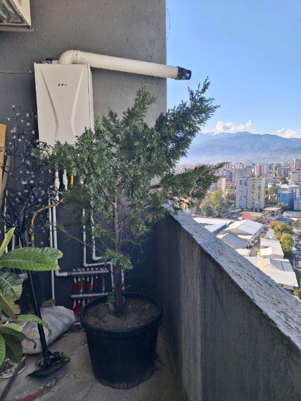 Лимон, Камелия, Можжевельник, Виноград, Нандина, Роза, Олеандр, Авокадо, Мушмула, Аукба, Кипарисовик, Фикус микрокарпа, Каркас качели 6