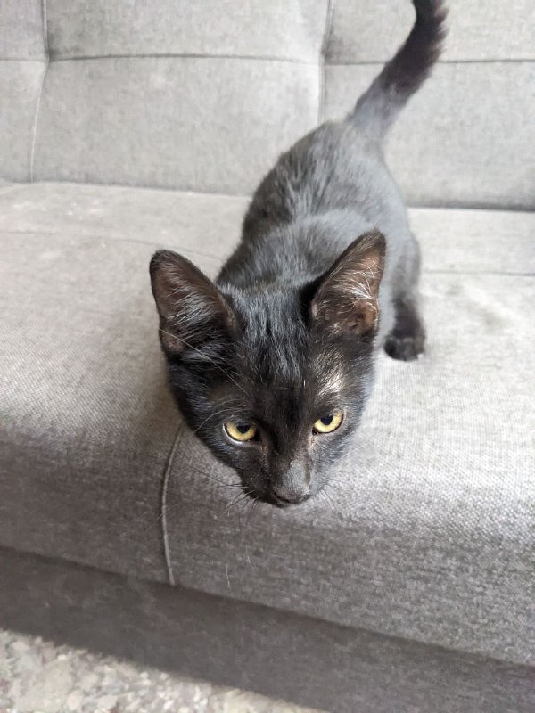 Черный котёнок ищет дом