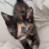 Котята 3