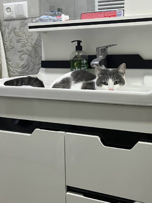 Кошка Мышка белая с серыми пятнами в дар 6