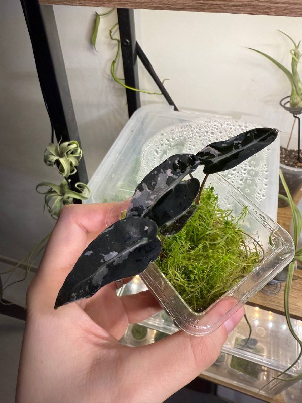 Алоказия Bambino Pink Variegata