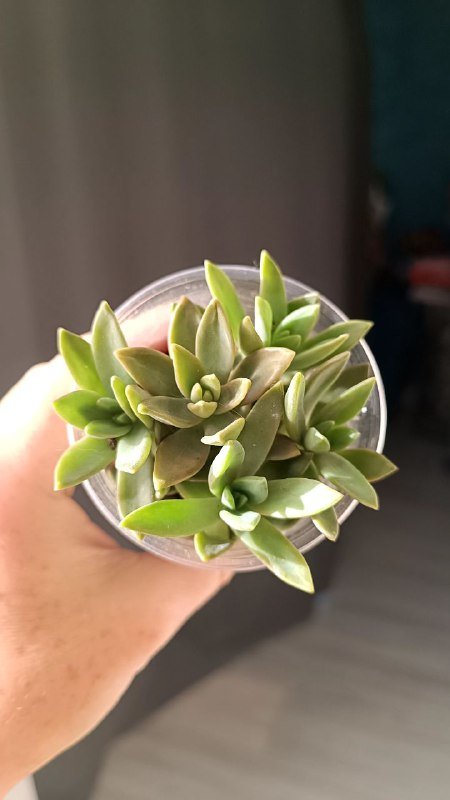 Растения Каланхоэ, Граптоседум, Крассула 3