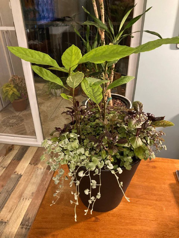 Композиция из авокадо, дихондры, базилика и каллизии 2