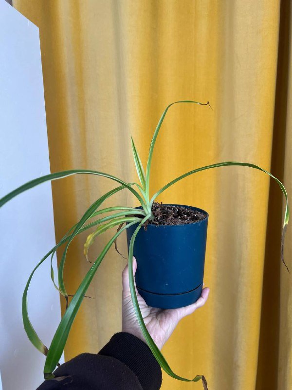 Растения и гипсовый декор 2