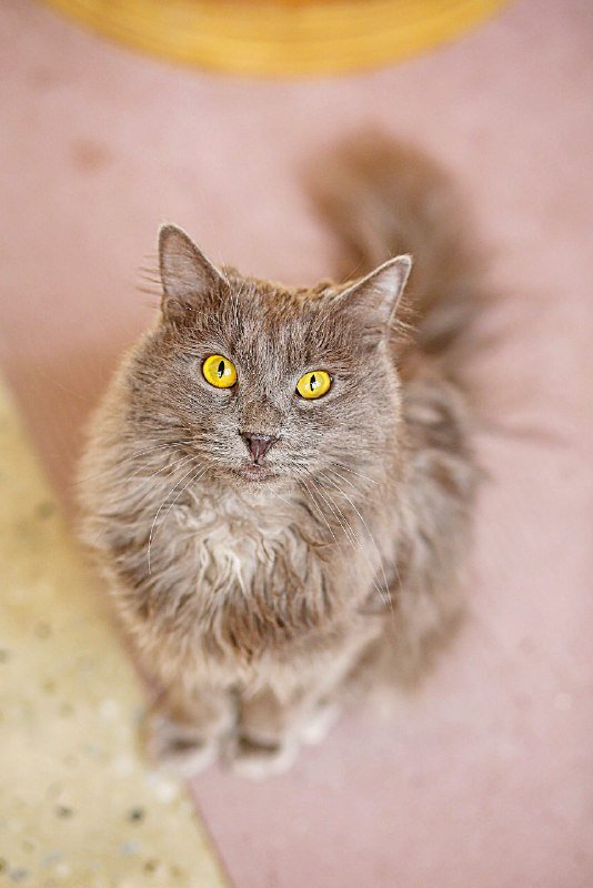 Коты Шафран и Доминик ищут передержку бесплатно 5