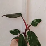 Комнатные растения 9