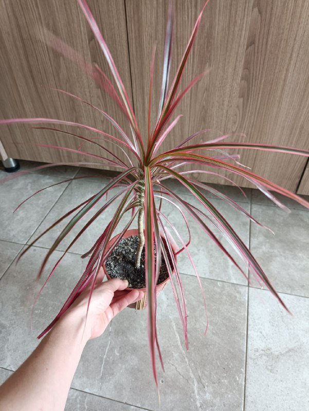 Неольстамира саркофилла, Алоказия, Пахира, Драцена розовая 6