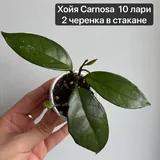 Комнатные растения, цветы, папоротник Адиантум, хойя, пеперомия 2
