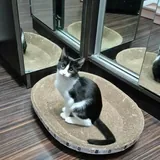 Кошечка Глаша 3