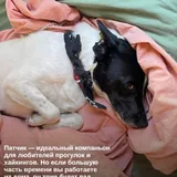 Пёс Патч 2